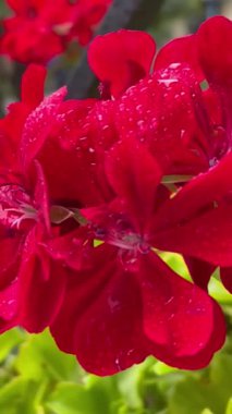 Çiçekler, sokak, pencere, sardunyalar, çiçekler, kırmızı, pembe, yağmur, ıslak, damlalar, doğa, sonbahar, ruh hali, aşk