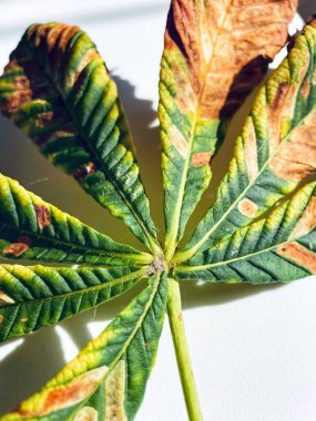 Yapraklar, sonbahar, yaprak, kuru, üzgün, kahverengi, sarı, yeşil, sonbahar, mevsim, kestane, aşk, hayat