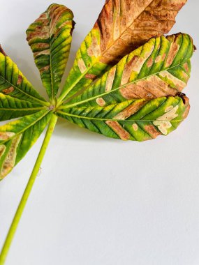 Yapraklar, sonbahar, yaprak, kuru, üzgün, kahverengi, sarı, yeşil, sonbahar, mevsim, kestane