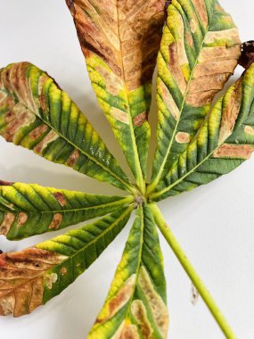 Yapraklar, sonbahar, yaprak, kuru, üzgün, kahverengi, sarı, yeşil, sonbahar, mevsim, kestane