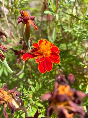 Çiçekler, kadife çiçekleri, sonbahar, mevsim, yapraklar, portakal, sonbahar, güneşli, rüzgar, hayat, aşk, Ukrayna, Ukrayna