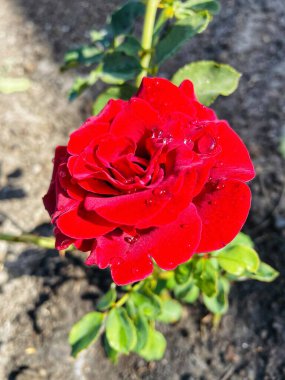 Gül, çiçek, kraliçe, damla, yağmur, nem, su, ıslak, bitkiler, canlı, hayat, aşk, doğa, yeşil, kırmızı