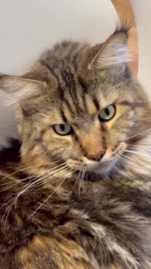 Maine Rakunu, Kedi, Büyük Kedi, Canlı, Aşk, Hayvan, Oyun, Oyun, Dinlenme, Oda, Bak, Kürk, Yüz, Kulak, Pençe, Arkadaş, Yumuşak, Evcil, Uyku, Yakışıklı, Arkadaş, Gururlu, Kral
