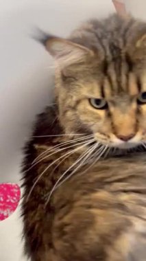 Maine Rakunu, Kedi, Büyük Kedi, Canlı, Aşk, Hayvan, Oyun, Oyun, Dinlenme, Oda, Bak, Kürk, Yüz, Kulak, Pençe, Arkadaş, Yumuşak, Evcil, Uyku, Yakışıklı, Arkadaş, Gururlu, Kral