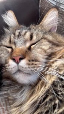 Maine Rakun, Maine Rakun, Mainecoon, Kedi, Büyük Kedi, Canlı, Aşk, Hayvan, Oyun, Oyun, Dinlenme, Oda, Bakış, Kürk, Yüz, Kulaklar, Pençeler, Arkadaş, Tüylü, Hayvan, Ev, Uyku, Yakışıklı, Güzel, Arkadaş, Gururlu, Kral