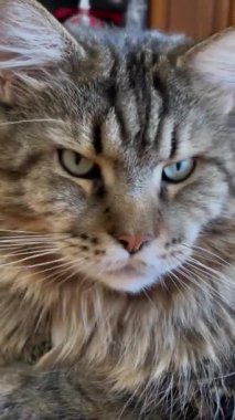 Maine Rakunu, Kedi, Büyük Kedi, Canlı, Aşk, Hayvan, Oyun, Oyun, Dinlenme, Oda, Bak, Kürk, Yüz, Kulak, Pençe, Arkadaş, Yumuşak, Evcil, Uyku, Yakışıklı, Arkadaş, Gururlu, Kral