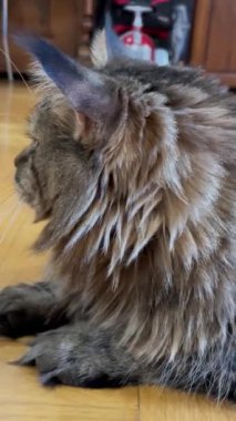 Maine Rakunu, Kedi, Büyük Kedi, Canlı, Aşk, Hayvan, Oyun, Oyun, Dinlenme, Oda, Bak, Kürk, Yüz, Kulak, Pençe, Arkadaş, Yumuşak, Evcil, Uyku, Yakışıklı, Arkadaş, Gururlu, Kral