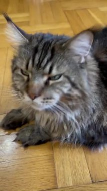 Maine Rakunu, Kedi, Büyük Kedi, Canlı, Aşk, Hayvan, Oyun, Oyun, Dinlenme, Oda, Bak, Kürk, Yüz, Kulak, Pençe, Arkadaş, Yumuşak, Evcil, Uyku, Yakışıklı, Arkadaş, Gururlu, Kral