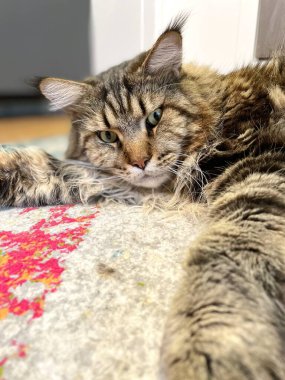 Maine Rakun, Kedi, Büyük Kedi, Canlı, Aşk, Hayvan, Oyun, Dinlenme, Oda, Bak, Kürk, Yüz, Kulak, Pençe, Arkadaş, Yumuşak, Evcil Hayvan, Rüya, Uyku, Yakışıklı, Arkadaş, Gururlu, Kral