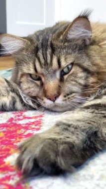 Maine Rakun, Kedi, Büyük Kedi, Canlı, Aşk, Hayvan, Oyun, Dinlenme, Oda, Bak, Kürk, Yüz, Kulak, Pençe, Arkadaş, Yumuşak, Evcil Hayvan, Rüya, Uyku, Yakışıklı, Arkadaş, Gururlu, Kral