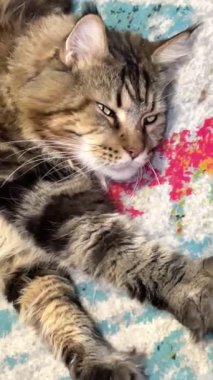 Maine Rakun, Kedi, Büyük Kedi, Canlı, Aşk, Hayvan, Oyun, Dinlenme, Oda, Bak, Kürk, Yüz, Kulak, Pençe, Arkadaş, Yumuşak, Evcil Hayvan, Rüya, Uyku, Yakışıklı, Arkadaş, Gururlu, Kral