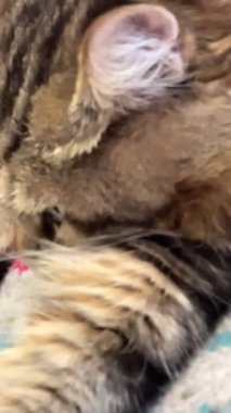 Maine Rakun, Kedi, Büyük Kedi, Canlı, Aşk, Hayvan, Oyun, Dinlenme, Oda, Bak, Kürk, Yüz, Kulak, Pençe, Arkadaş, Yumuşak, Evcil Hayvan, Rüya, Uyku, Yakışıklı, Arkadaş, Gururlu, Kral