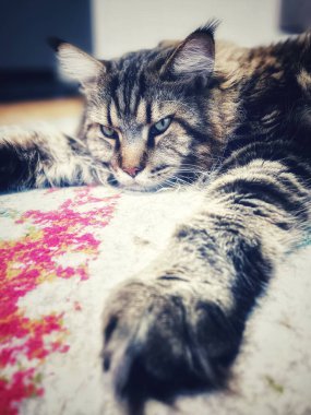 Maine Rakun, Kedi, Büyük Kedi, Canlı, Aşk, Hayvan, Oyun, Dinlenme, Oda, Bak, Kürk, Yüz, Kulak, Pençe, Arkadaş, Yumuşak, Evcil Hayvan, Rüya, Uyku, Yakışıklı, Arkadaş, Gururlu, Kral