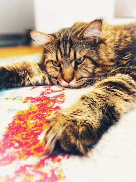 Maine Rakun, Kedi, Büyük Kedi, Canlı, Aşk, Hayvan, Oyun, Dinlenme, Oda, Bak, Kürk, Yüz, Kulak, Pençe, Arkadaş, Yumuşak, Evcil Hayvan, Rüya, Uyku, Yakışıklı, Arkadaş, Gururlu, Kral