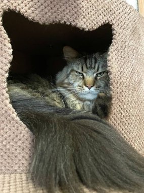 Maine Rakun, Kedi, Büyük Kedi, Canlı, Aşk, Hayvan, Oyun, Dinlenme, Oda, Bak, Kürk, Yüz, Kulak, Pençe, Arkadaş, Yumuşak, Evcil Hayvan, Rüya, Uyku, Yakışıklı, Arkadaş, Gururlu, Kral