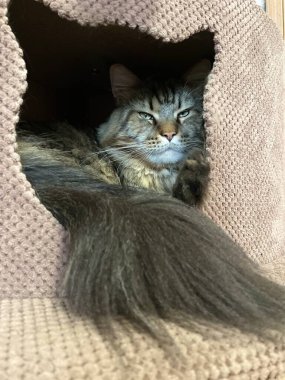 Maine Rakun, Kedi, Büyük Kedi, Canlı, Aşk, Hayvan, Oyun, Dinlenme, Oda, Bak, Kürk, Yüz, Kulak, Pençe, Arkadaş, Yumuşak, Evcil Hayvan, Rüya, Uyku, Yakışıklı, Arkadaş, Gururlu, Kral