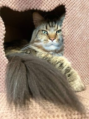 Maine Rakun, Kedi, Büyük Kedi, Canlı, Aşk, Hayvan, Oyun, Dinlenme, Oda, Bak, Kürk, Yüz, Kulak, Pençe, Arkadaş, Yumuşak, Evcil Hayvan, Rüya, Uyku, Yakışıklı, Arkadaş, Gururlu, Kral