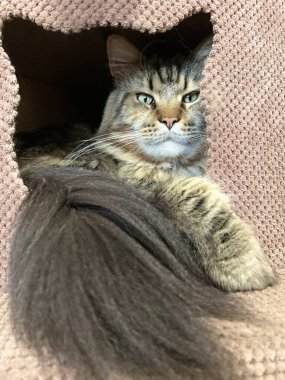 Maine Rakun, Kedi, Büyük Kedi, Canlı, Aşk, Hayvan, Oyun, Dinlenme, Oda, Bak, Kürk, Yüz, Kulak, Pençe, Arkadaş, Yumuşak, Evcil Hayvan, Rüya, Uyku, Yakışıklı, Arkadaş, Gururlu, Kral