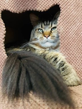 Maine Rakun, Kedi, Büyük Kedi, Canlı, Aşk, Hayvan, Oyun, Dinlenme, Oda, Bak, Kürk, Yüz, Kulak, Pençe, Arkadaş, Yumuşak, Evcil Hayvan, Rüya, Uyku, Yakışıklı, Arkadaş, Gururlu, Kral