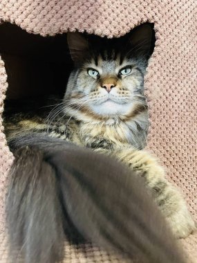 Maine Rakun, Kedi, Büyük Kedi, Canlı, Aşk, Hayvan, Oyun, Dinlenme, Oda, Bak, Kürk, Yüz, Kulak, Pençe, Arkadaş, Yumuşak, Evcil Hayvan, Rüya, Uyku, Yakışıklı, Arkadaş, Gururlu, Kral