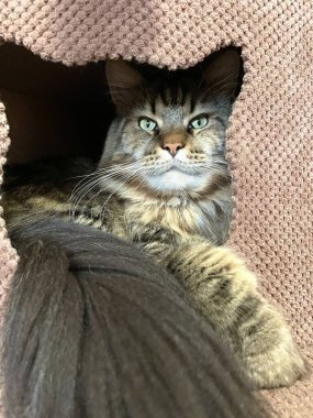 Maine Rakun, Kedi, Büyük Kedi, Canlı, Aşk, Hayvan, Oyun, Dinlenme, Oda, Bak, Kürk, Yüz, Kulak, Pençe, Arkadaş, Yumuşak, Evcil Hayvan, Rüya, Uyku, Yakışıklı, Arkadaş, Gururlu, Kral