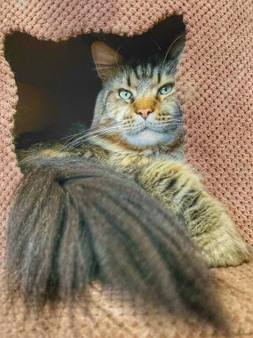 Maine Rakun, Kedi, Büyük Kedi, Canlı, Aşk, Hayvan, Oyun, Dinlenme, Oda, Bak, Kürk, Yüz, Kulak, Pençe, Arkadaş, Yumuşak, Evcil Hayvan, Rüya, Uyku, Yakışıklı, Arkadaş, Gururlu, Kral