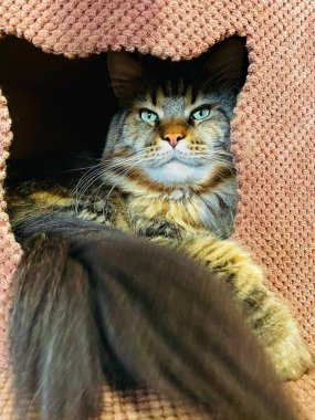 Maine Rakun, Kedi, Büyük Kedi, Canlı, Aşk, Hayvan, Oyun, Dinlenme, Oda, Bak, Kürk, Yüz, Kulak, Pençe, Arkadaş, Yumuşak, Evcil Hayvan, Rüya, Uyku, Yakışıklı, Arkadaş, Gururlu, Kral