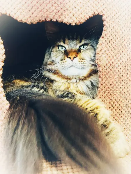 Maine Rakun, Kedi, Büyük Kedi, Canlı, Aşk, Hayvan, Oyun, Dinlenme, Oda, Bak, Kürk, Yüz, Kulak, Pençe, Arkadaş, Yumuşak, Evcil Hayvan, Rüya, Uyku, Yakışıklı, Arkadaş, Gururlu, Kral