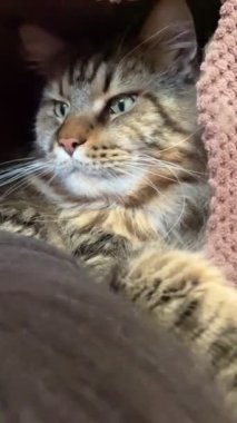 Maine Rakun, Kedi, Büyük Kedi, Canlı, Aşk, Hayvan, Oyun, Dinlenme, Oda, Bak, Kürk, Yüz, Kulak, Pençe, Arkadaş, Yumuşak, Evcil Hayvan, Rüya, Uyku, Yakışıklı, Arkadaş, Gururlu, Kral