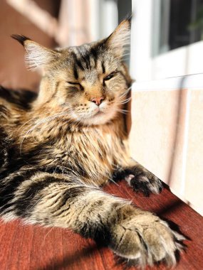 Maine Rakun, Kedi, Büyük Kedi, Canlı, Aşk, Hayvan, Oyun, Dinlenme, Oda, Bak, Kürk, Yüz, Kulak, Pençeler, Arkadaş, Tüylü, Hayvan, Ev, Uyku, Uyku, Yakışıklı, Güzel, Arkadaş, Gururlu, Kral, Mainecoon 