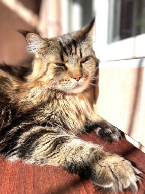 Maine Rakun, Kedi, Büyük Kedi, Canlı, Aşk, Hayvan, Oyun, Dinlenme, Oda, Bak, Kürk, Yüz, Kulak, Pençeler, Arkadaş, Tüylü, Hayvan, Ev, Uyku, Uyku, Yakışıklı, Güzel, Arkadaş, Gururlu, Kral, Mainecoon 