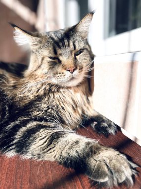Maine Rakun, Kedi, Büyük Kedi, Canlı, Aşk, Hayvan, Oyun, Dinlenme, Oda, Bak, Kürk, Yüz, Kulak, Pençeler, Arkadaş, Tüylü, Hayvan, Ev, Uyku, Uyku, Yakışıklı, Güzel, Arkadaş, Gururlu, Kral, Mainecoon 