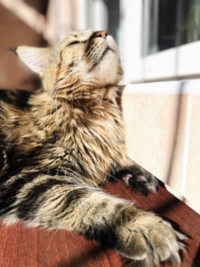 Maine Rakun, Kedi, Büyük Kedi, Canlı, Aşk, Hayvan, Oyun, Dinlenme, Oda, Bak, Kürk, Yüz, Kulak, Pençeler, Arkadaş, Tüylü, Hayvan, Ev, Uyku, Uyku, Yakışıklı, Güzel, Arkadaş, Gururlu, Kral, Mainecoon 