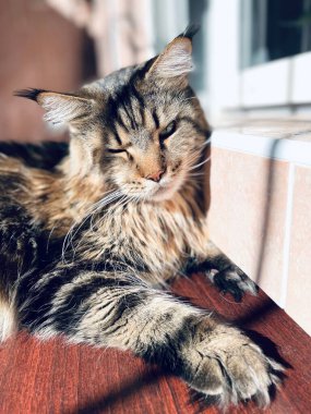 Maine Rakun, Kedi, Büyük Kedi, Canlı, Aşk, Hayvan, Oyun, Dinlenme, Oda, Bak, Kürk, Yüz, Kulak, Pençeler, Arkadaş, Tüylü, Hayvan, Ev, Uyku, Uyku, Yakışıklı, Güzel, Arkadaş, Gururlu, Kral, Mainecoon 