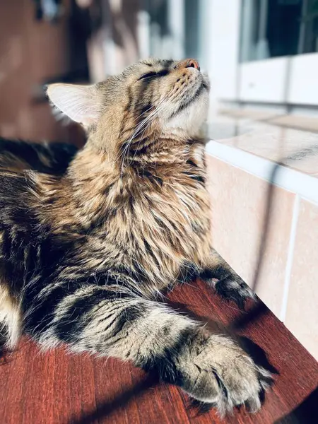 Maine Rakun, Kedi, Büyük Kedi, Canlı, Aşk, Hayvan, Oyun, Dinlenme, Oda, Bak, Kürk, Yüz, Kulak, Pençeler, Arkadaş, Tüylü, Hayvan, Ev, Uyku, Uyku, Yakışıklı, Güzel, Arkadaş, Gururlu, Kral, Mainecoon 