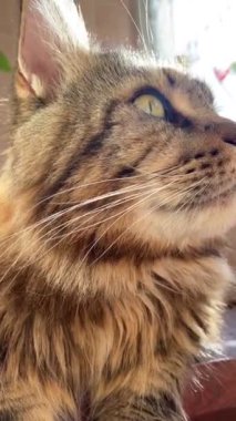 Maine Rakun, Kedi, Büyük Kedi, Canlı, Aşk, Hayvan, Oyun, Dinlenme, Oda, Bak, Kürk, Yüz, Kulak, Pençeler, Arkadaş, Tüylü, Hayvan, Ev, Uyku, Uyku, Yakışıklı, Güzel, Arkadaş, Gururlu, Kral, Mainecoon 