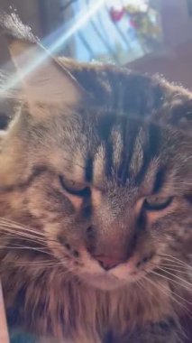 Maine Rakun, Kedi, Büyük Kedi, Canlı, Aşk, Hayvan, Oyun, Dinlenme, Oda, Bak, Kürk, Yüz, Kulak, Pençeler, Arkadaş, Tüylü, Hayvan, Ev, Uyku, Uyku, Yakışıklı, Güzel, Arkadaş, Gururlu, Kral, Mainecoon 