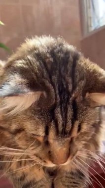 Maine Rakun, Kedi, Büyük Kedi, Canlı, Aşk, Hayvan, Oyun, Dinlenme, Oda, Bak, Kürk, Yüz, Kulak, Pençeler, Arkadaş, Tüylü, Hayvan, Ev, Uyku, Uyku, Yakışıklı, Güzel, Arkadaş, Gururlu, Kral, Mainecoon 