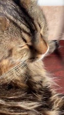 Maine Rakun, Kedi, Büyük Kedi, Canlı, Aşk, Hayvan, Oyun, Dinlenme, Oda, Bak, Kürk, Yüz, Kulak, Pençeler, Arkadaş, Tüylü, Hayvan, Ev, Uyku, Uyku, Yakışıklı, Güzel, Arkadaş, Gururlu, Kral, Mainecoon 