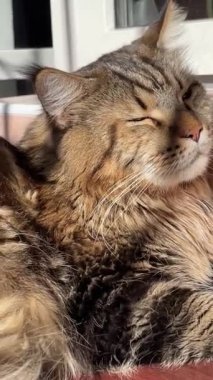 Maine Rakun, Kedi, Büyük Kedi, Canlı, Aşk, Hayvan, Oyun, Dinlenme, Oda, Bak, Kürk, Yüz, Kulak, Pençeler, Arkadaş, Tüylü, Hayvan, Ev, Uyku, Uyku, Yakışıklı, Güzel, Arkadaş, Gururlu, Kral, Mainecoon 