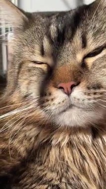 Maine Rakun, Kedi, Büyük Kedi, Canlı, Aşk, Hayvan, Oyun, Dinlenme, Oda, Bak, Kürk, Yüz, Kulak, Pençeler, Arkadaş, Tüylü, Hayvan, Ev, Uyku, Uyku, Yakışıklı, Güzel, Arkadaş, Gururlu, Kral, Mainecoon 