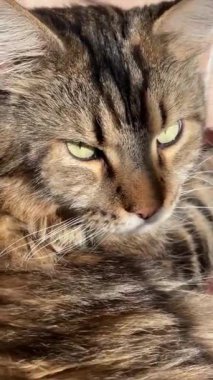 Maine Rakun, Kedi, Büyük Kedi, Canlı, Aşk, Hayvan, Oyun, Dinlenme, Oda, Bak, Kürk, Yüz, Kulak, Pençeler, Arkadaş, Tüylü, Hayvan, Ev, Uyku, Uyku, Yakışıklı, Güzel, Arkadaş, Gururlu, Kral, Mainecoon 