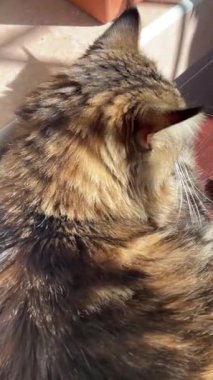 Maine Rakun, Kedi, Büyük Kedi, Canlı, Aşk, Hayvan, Oyun, Dinlenme, Oda, Bak, Kürk, Yüz, Kulak, Pençeler, Arkadaş, Tüylü, Hayvan, Ev, Uyku, Uyku, Yakışıklı, Güzel, Arkadaş, Gururlu, Kral, Mainecoon 