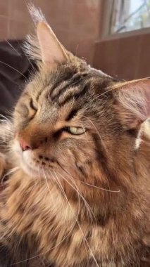 Maine Rakun, Kedi, Büyük Kedi, Canlı, Aşk, Hayvan, Oyun, Dinlenme, Oda, Bak, Kürk, Yüz, Kulak, Pençeler, Arkadaş, Tüylü, Hayvan, Ev, Uyku, Uyku, Yakışıklı, Güzel, Arkadaş, Gururlu, Kral, Mainecoon 