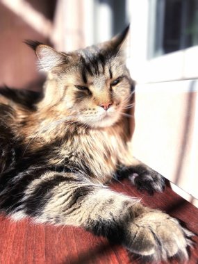 Maine Rakun, Kedi, Büyük Kedi, Canlı, Aşk, Hayvan, Oyun, Dinlenme, Oda, Bak, Kürk, Yüz, Kulak, Pençeler, Arkadaş, Tüylü, Hayvan, Ev, Uyku, Uyku, Yakışıklı, Güzel, Arkadaş, Gururlu, Kral, Mainecoon 