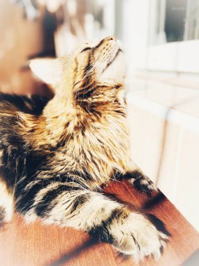 Maine Rakun, Kedi, Büyük Kedi, Canlı, Aşk, Hayvan, Oyun, Dinlenme, Oda, Bak, Kürk, Yüz, Kulak, Pençeler, Arkadaş, Tüylü, Hayvan, Ev, Uyku, Uyku, Yakışıklı, Güzel, Arkadaş, Gururlu, Kral, Mainecoon 