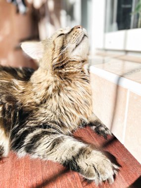 Maine Rakun, Kedi, Büyük Kedi, Canlı, Aşk, Hayvan, Oyun, Dinlenme, Oda, Bak, Kürk, Yüz, Kulak, Pençeler, Arkadaş, Tüylü, Hayvan, Ev, Uyku, Uyku, Yakışıklı, Güzel, Arkadaş, Gururlu, Kral, Mainecoon 