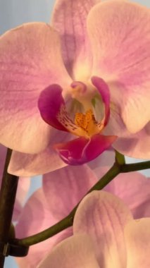 Orkide, orkide, çiçek, bitki, bitki, bitki, botanik, yaşam, mor, yeşil.