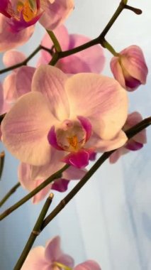 Orkide, orkide, çiçek, bitki, bitki, bitki, botanik, yaşam, mor, yeşil.