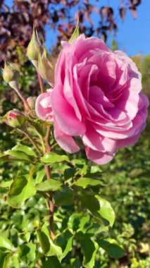 Gül çalısı, pembe gül, güzel, sonbahar, doğa, romantizm, Ukrayna, aşk